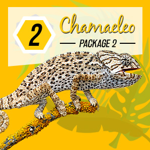 standard logo design thailand, koh samui, chameleon production