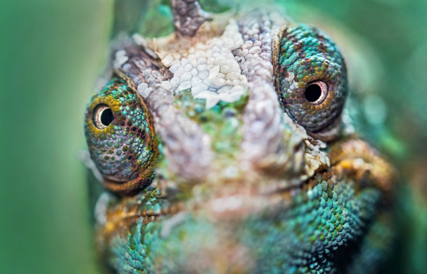 advertising agency chameleon production crazy eye mascot looking what advertsing next